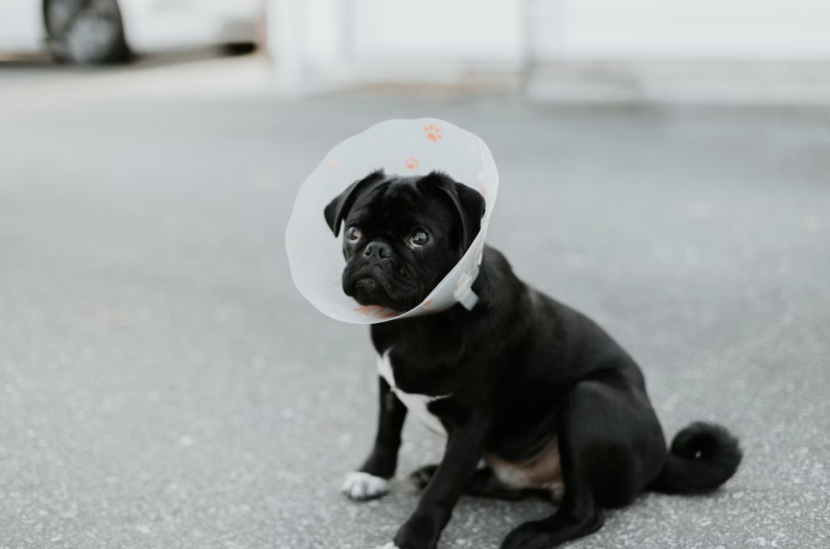 Navigating Pet Insurance Claims